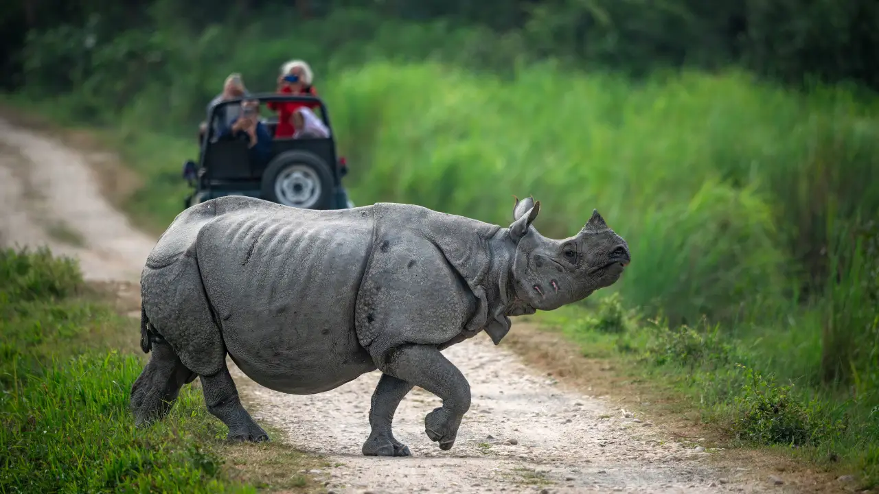 Kaziranga National Park, Assam